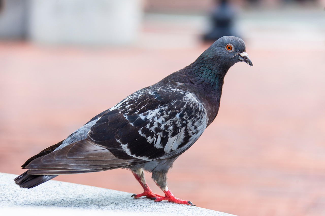 BIRD